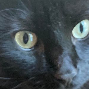 Meet your Posher, Carol